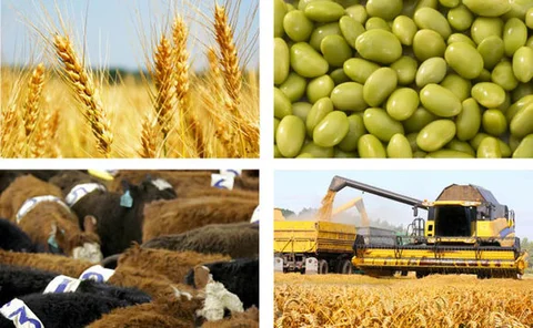 commodities-food
