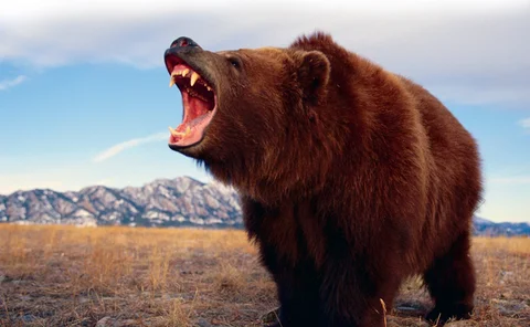 Bear
