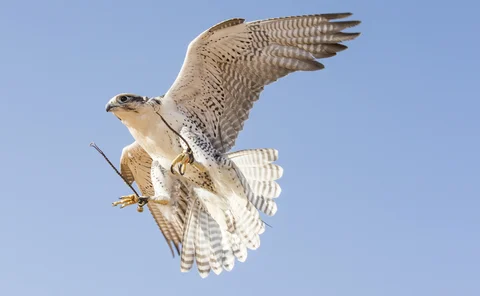 falcon-shutterstock