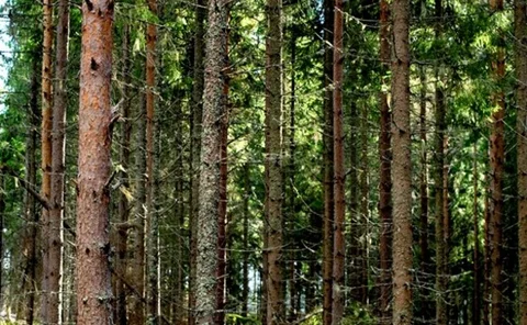 Pine forest