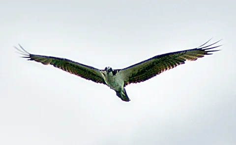 Falcon in flight