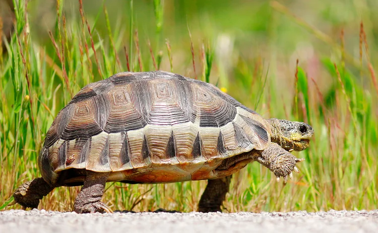 tortoise_Getty - web.jpg 