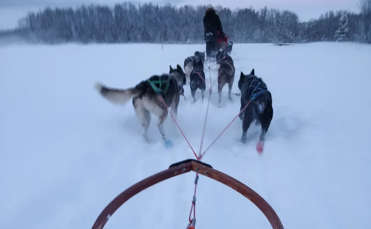 Huskies pulling a sled