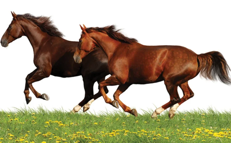 Horses