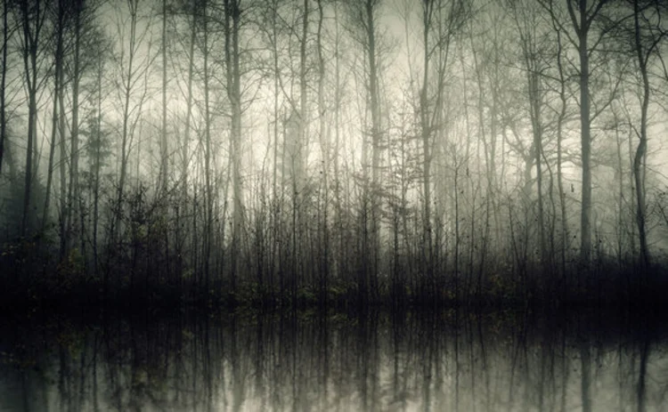 shadow-trees shadow-trees