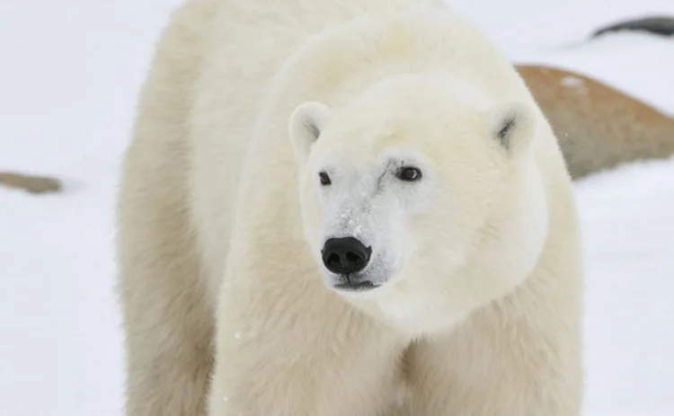 Polar bear standing in the snow