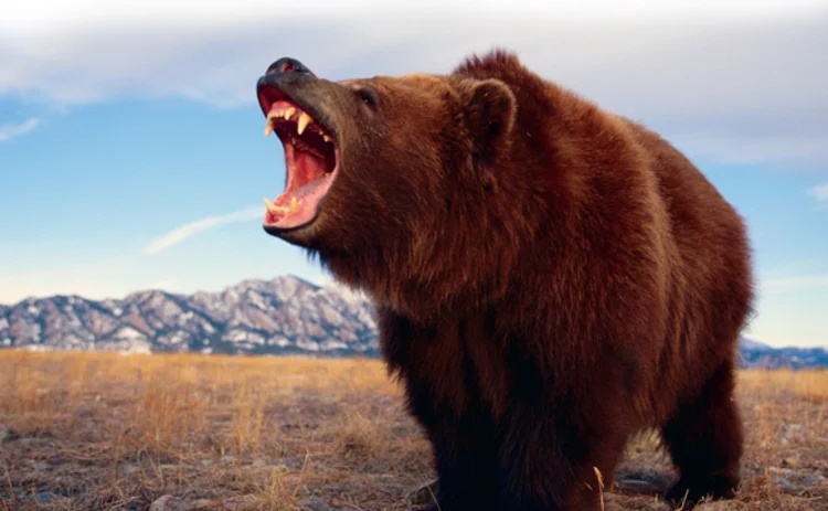 Bear Bear