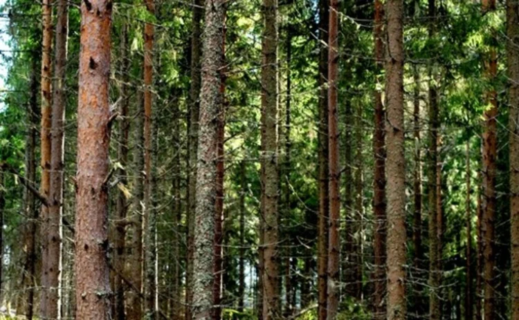 Pine forest Pine forest