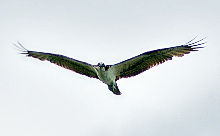 Falcon in flight